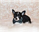 Small Photo #36 Chihuahua Puppy For Sale in CHARLESTON, AR, USA