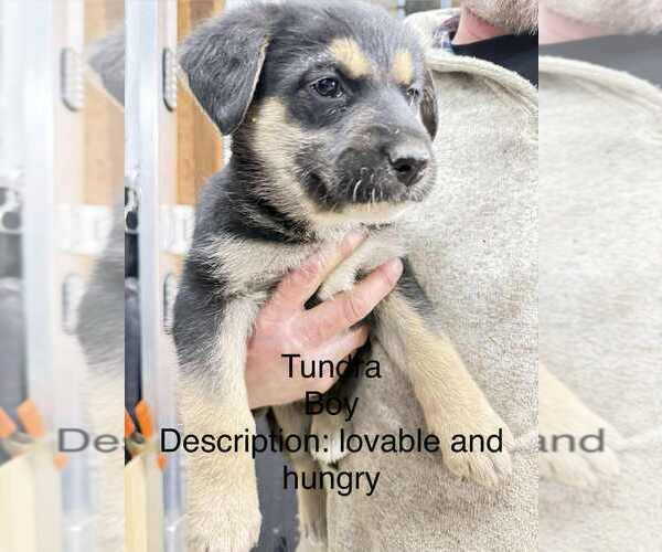 Medium Photo #1 Gerberian Shepsky Puppy For Sale in Aurora, IN, USA