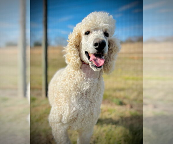 Medium Photo #3 Poodle (Standard) Puppy For Sale in Pacolet, SC, USA