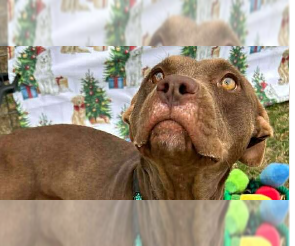 Medium Photo #1 Mutt Puppy For Sale in Abbeville, LA, USA