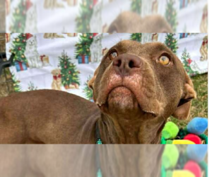 Mutt Dogs for adoption in Abbeville, LA, USA