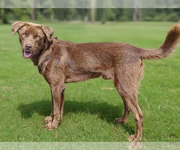 Medium Photo #4  Puppy For Sale in , 