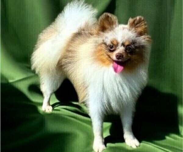 Medium Photo #1 Pomeranian Puppy For Sale in ORRVILLE, OH, USA