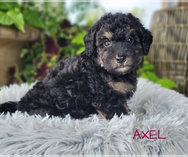 Medium Photo #2 Goldendoodle-Poodle (Toy) Mix Puppy For Sale in MILLERSBURG, OH, USA