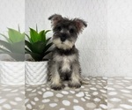 Small #4 Schnauzer (Miniature)