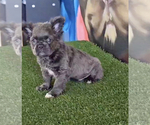 Small Photo #11 French Bulldog Puppy For Sale in BEVERLY HILLS, CA, USA