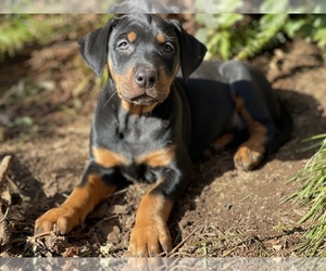 Doberman Pinscher Puppy for Sale in LINCOLN CITY, Oregon USA