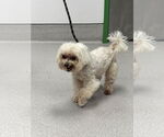 Small #1 Maltese Mix