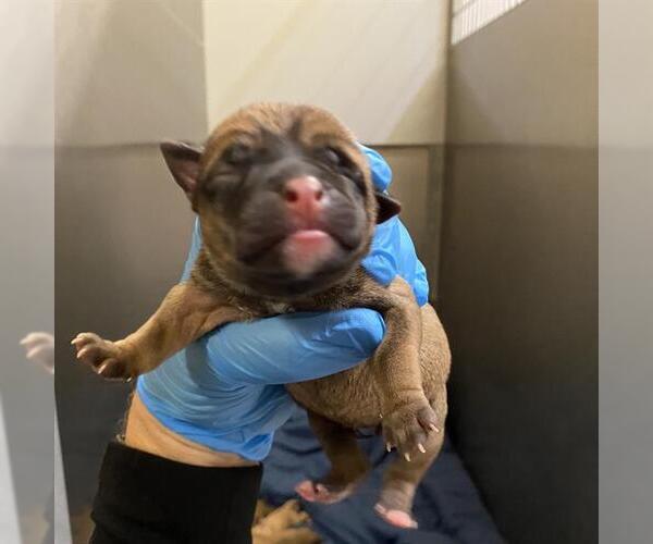 Medium Photo #1 Mutt Puppy For Sale in Modesto, CA, USA
