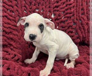 Mutt Dogs for adoption in Westminster, MD, USA