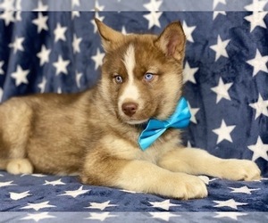 Siberian Husky Puppy for sale in LANCASTER, PA, USA