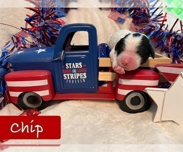 Medium Photo #6 Bernedoodle-Poodle (Standard) Mix Puppy For Sale in MENIFEE, CA, USA