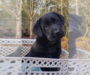 Labrador Retriever Puppy for sale in SHELTON, WA, USA
