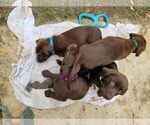 Small Photo #14 Labrador Retriever Puppy For Sale in MARYSVILLE, CA, USA