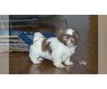 Small Photo #8 Shih Tzu Puppy For Sale in CLARE, MI, USA