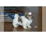 Small #7 Shih Tzu