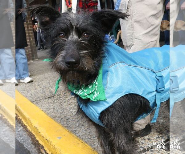 Medium Photo #9 Mutt Puppy For Sale in Washington, DC, USA