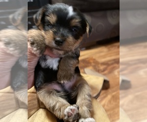 Yorkshire Terrier Puppy for Sale in BROWNS VALLEY, Minnesota USA