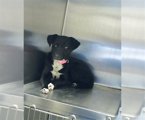 Medium Photo #1 Labrador Retriever-Unknown Mix Puppy For Sale in Fayetteville, NC, USA