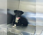 Small Labrador Retriever Mix