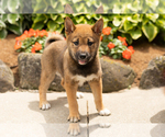 Puppy Jocelyn Shiba Inu