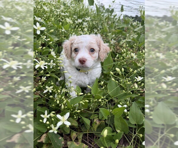 Medium Photo #3 Shih Tzu-Unknown Mix Puppy For Sale in Raleigh, NC, USA