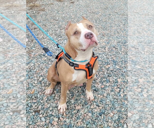 Medium Photo #6 American Staffordshire Terrier-Unknown Mix Puppy For Sale in Spotsylvania, VA, USA