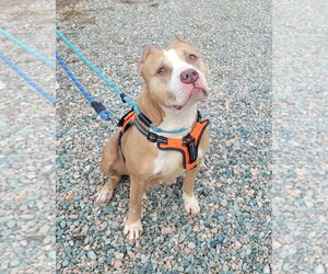 Valka - Female American Staffordshire Terrier-Unknown Mix Dog for Adoption - Photo #6