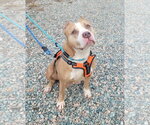 Small #5 American Staffordshire Terrier Mix