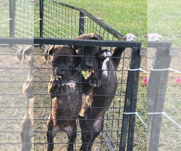 Medium Photo #7 Cane Corso Puppy For Sale in FAYETTEVILLE, NC, USA