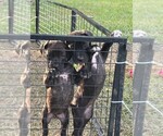 Small #6 Cane Corso