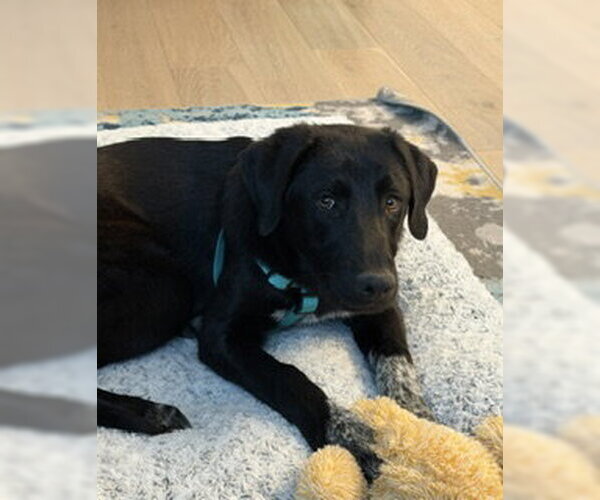Medium Photo #5 Labrador Retriever-Unknown Mix Puppy For Sale in Sandy, UT, USA