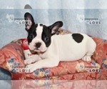Small Photo #4 French Bulldog Puppy For Sale in SANGER, TX, USA