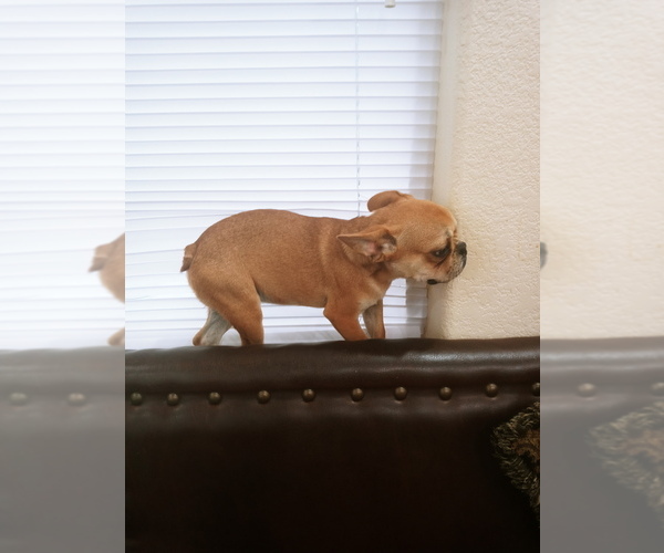 Medium Photo #3 French Bulldog Puppy For Sale in ADAMS CITY, CO, USA