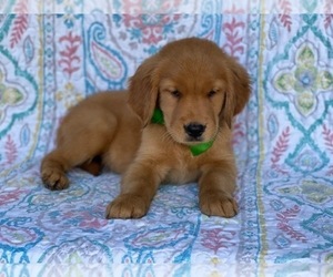 Golden Retriever Puppy for sale in LANCASTER, PA, USA