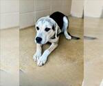 Small American Foxhound-Labrador Retriever Mix