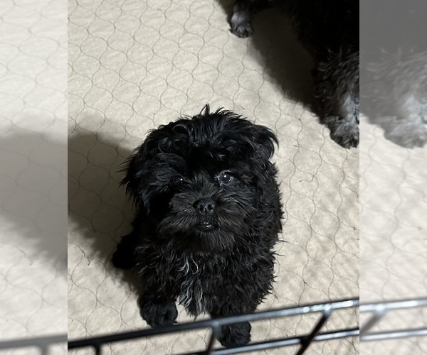 Medium Photo #2 ShihPoo Puppy For Sale in GLOUCESTER, VA, USA
