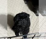 Small #1 ShihPoo