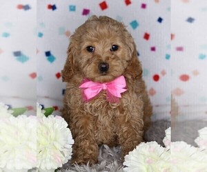Cock-A-Poo Puppy for sale in FREDERICKSBURG, OH, USA