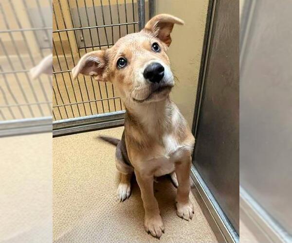 Medium Photo #1 American Pit Bull Terrier-Unknown Mix Puppy For Sale in Sacramento, CA, USA