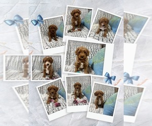 Goldendoodle (Miniature) Puppy for Sale in RICHMOND, Illinois USA