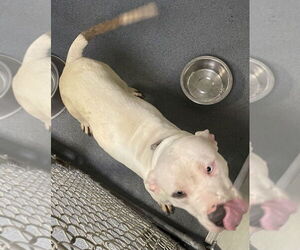 American Pit Bull Terrier Dogs for adoption in Glen Allen, VA, USA