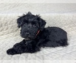 Small Photo #15 Schnauzer (Miniature) Puppy For Sale in HIGHLAND, CA, USA