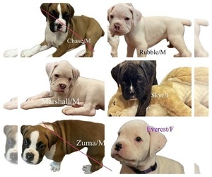 Boxer Puppy for sale in GASTONIA, NC, USA