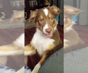 Australian Shepherd Puppy for sale in GIBSONTON, FL, USA