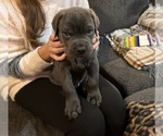 Small Photo #12 Cane Corso Puppy For Sale in ATASCOCITA, TX, USA