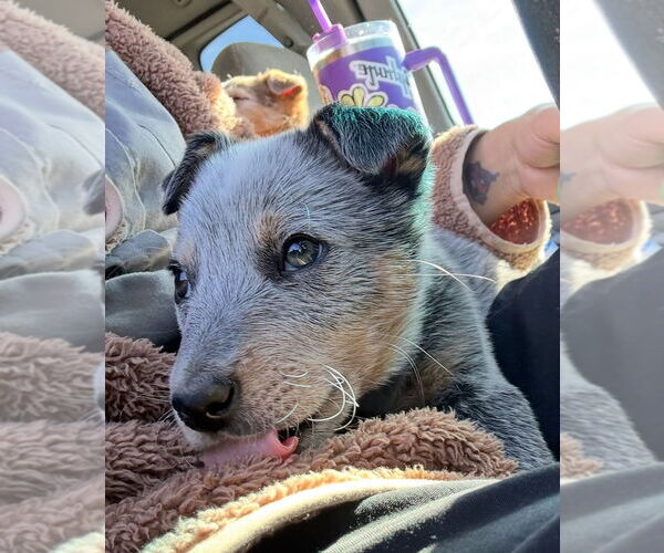 Medium Photo #4 Australian Shepherd-Unknown Mix Puppy For Sale in Grafton, WI, USA