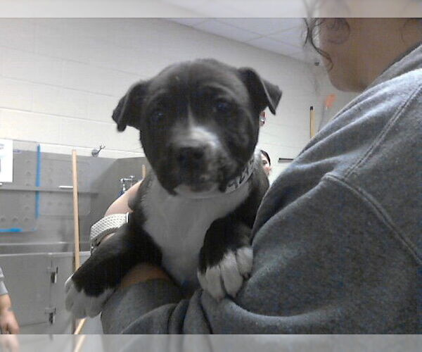 Medium Photo #1 Mutt Puppy For Sale in Fayetteville, NC, USA