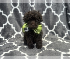 ShihPoo Puppy for sale in LAKELAND, FL, USA