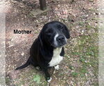 Small Labrador Retriever Mix